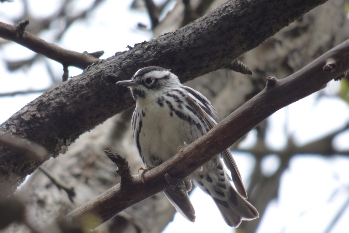 Black-and-white Warbler - ML233862561