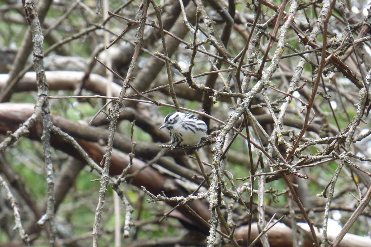 Black-and-white Warbler - ML233862571