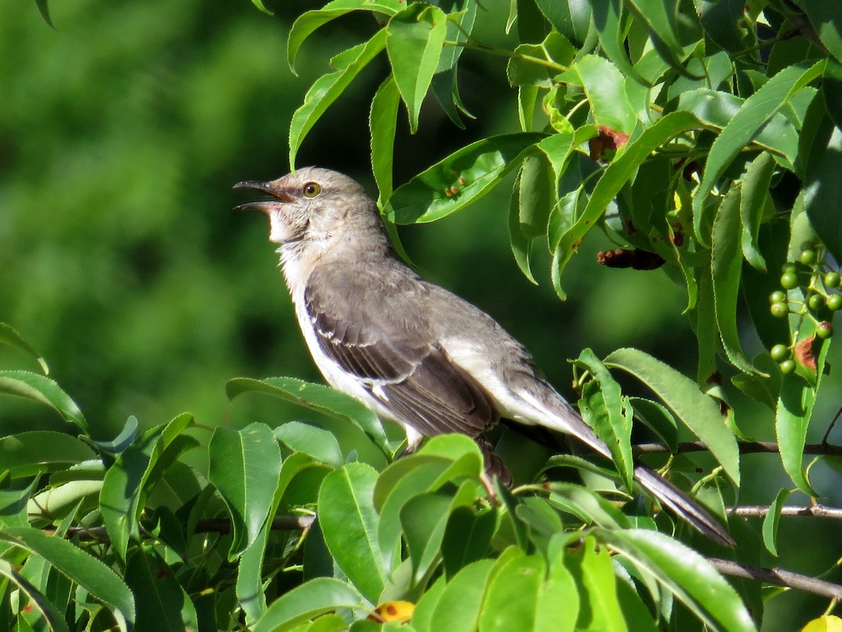 Northern Mockingbird - ML233862821