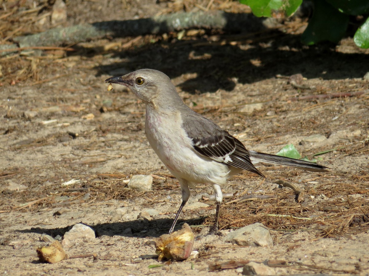 Northern Mockingbird - ML233862941