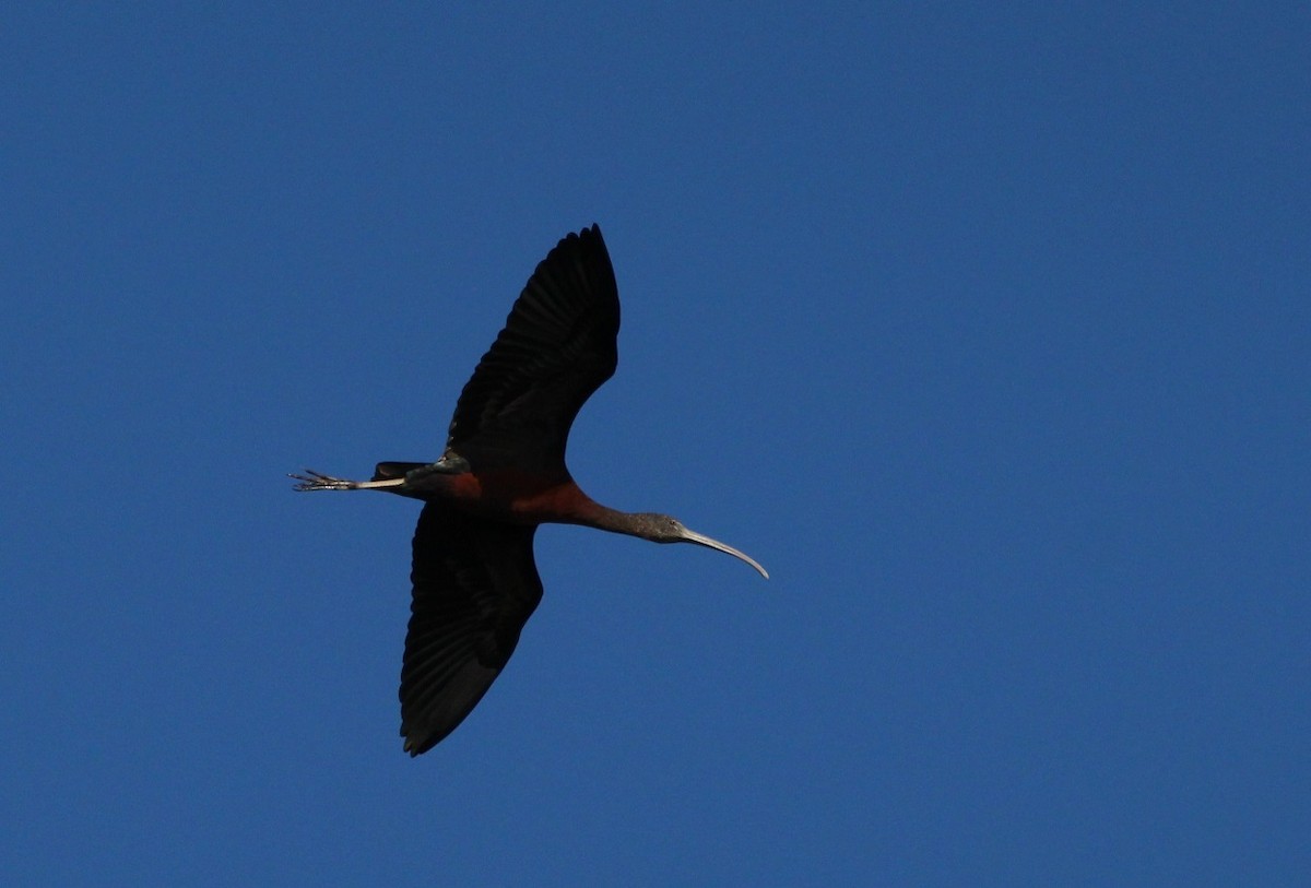 Glossy Ibis - Nelson Fonseca