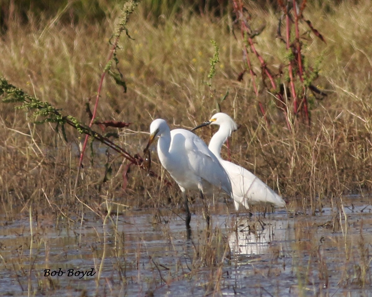 Snowy Egret - ML233866881