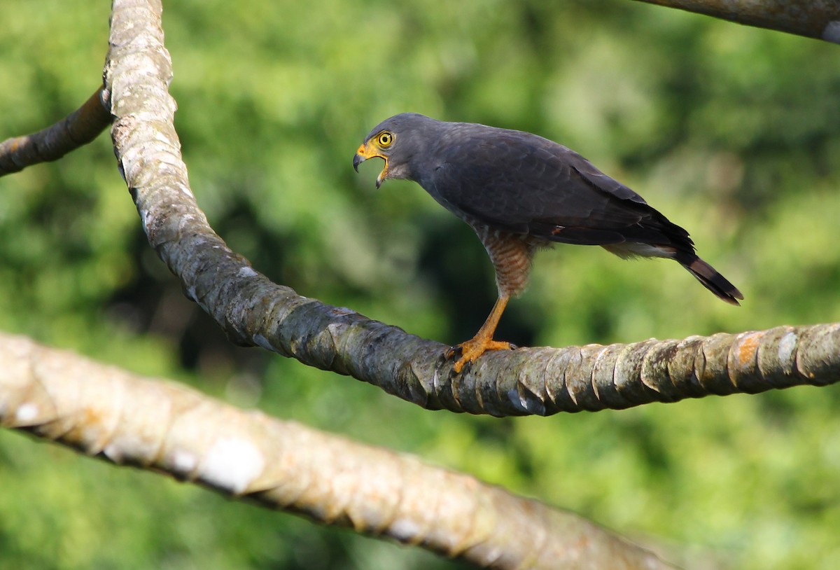 Roadside Hawk - ML23386761