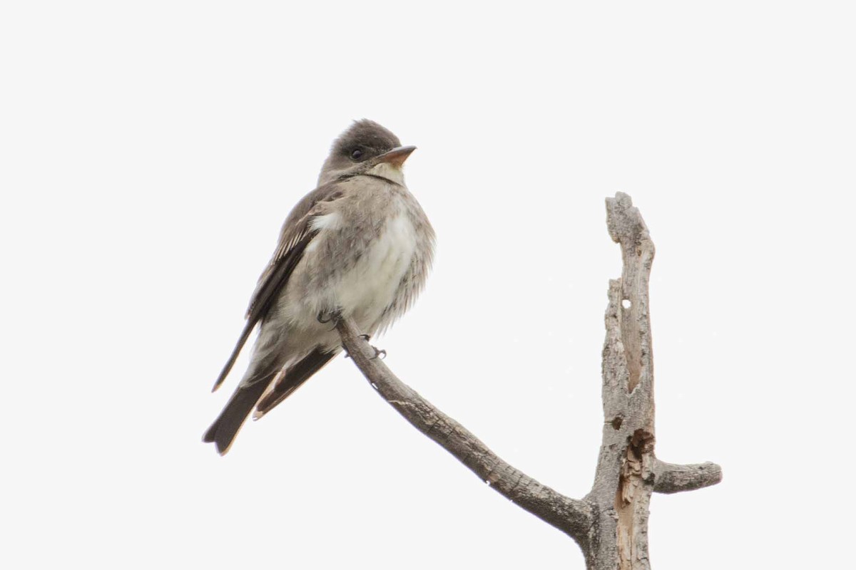 Olive-sided Flycatcher - ML233868691