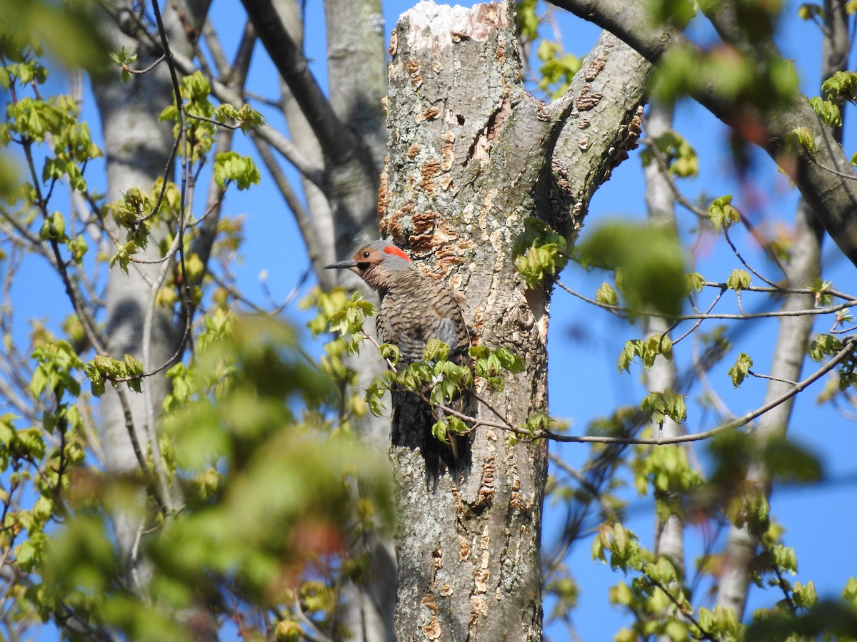 Northern Flicker - ML233868901