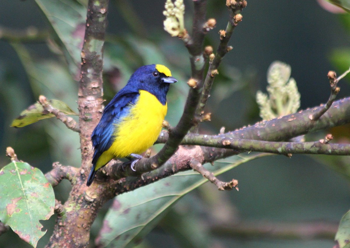 Spot-crowned Euphonia - ML23386891