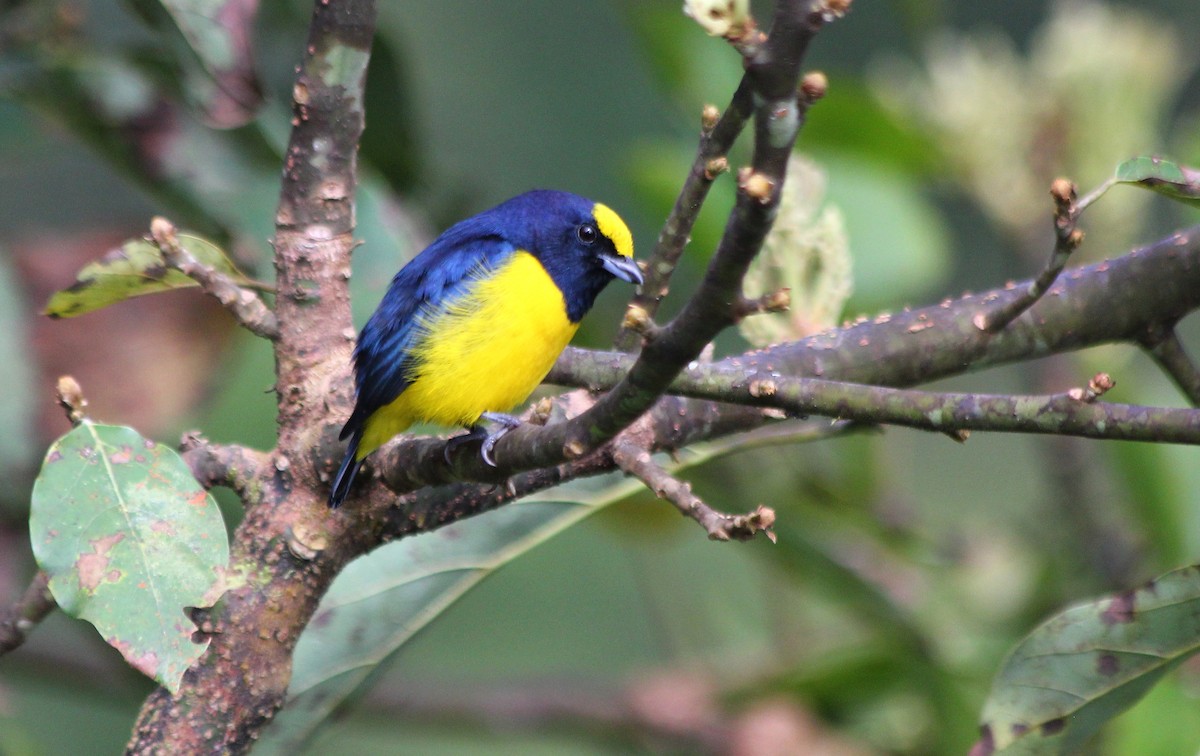 Spot-crowned Euphonia - ML23386901