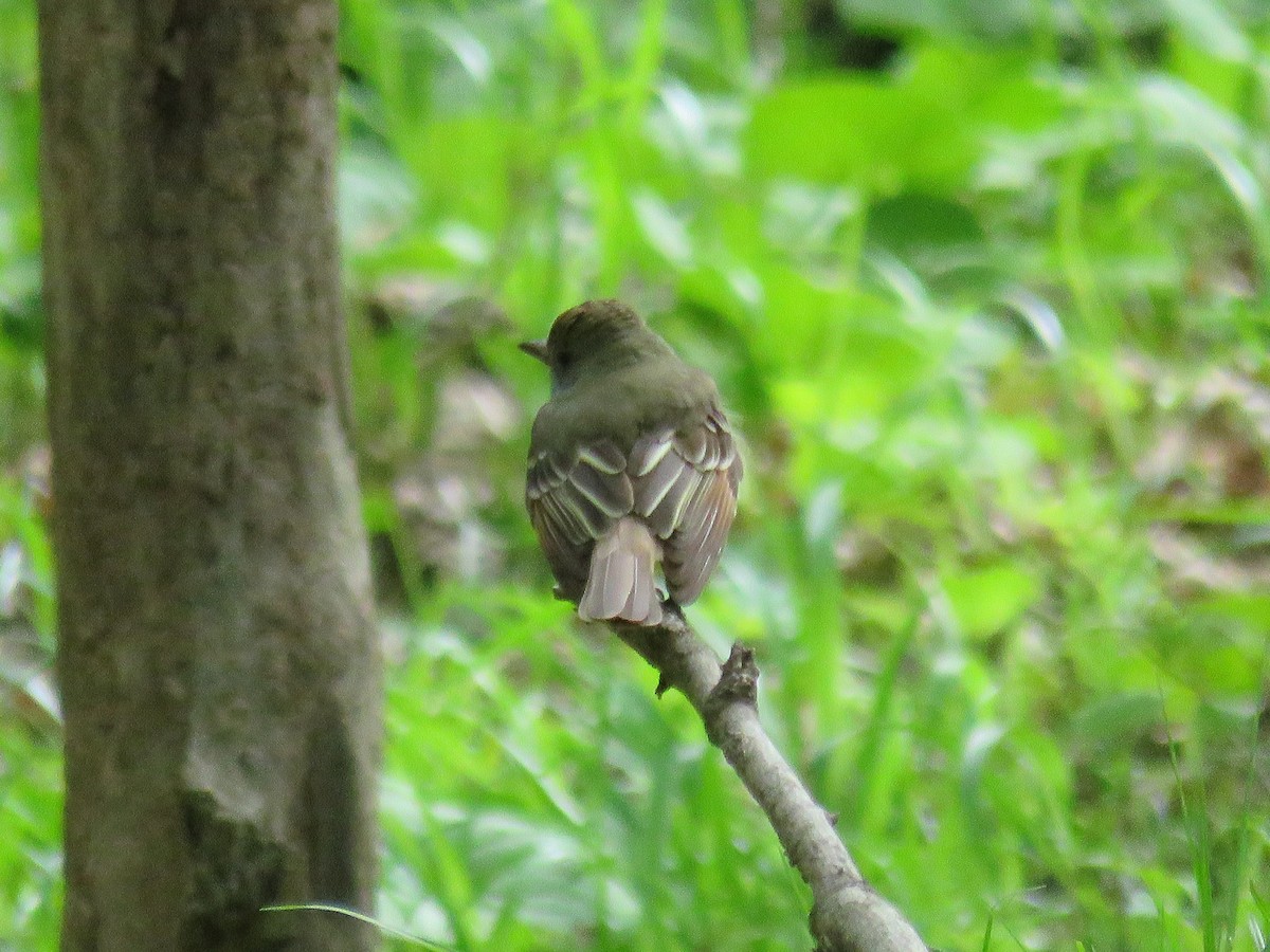 Great Crested Flycatcher - ML233871091