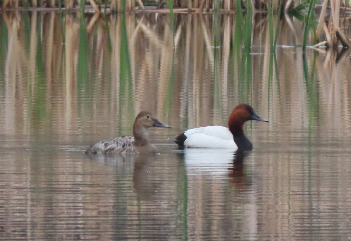 Canvasback - ML233871821