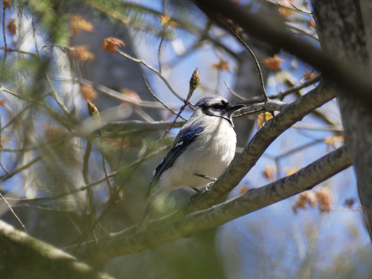 Blue Jay - ML233872441