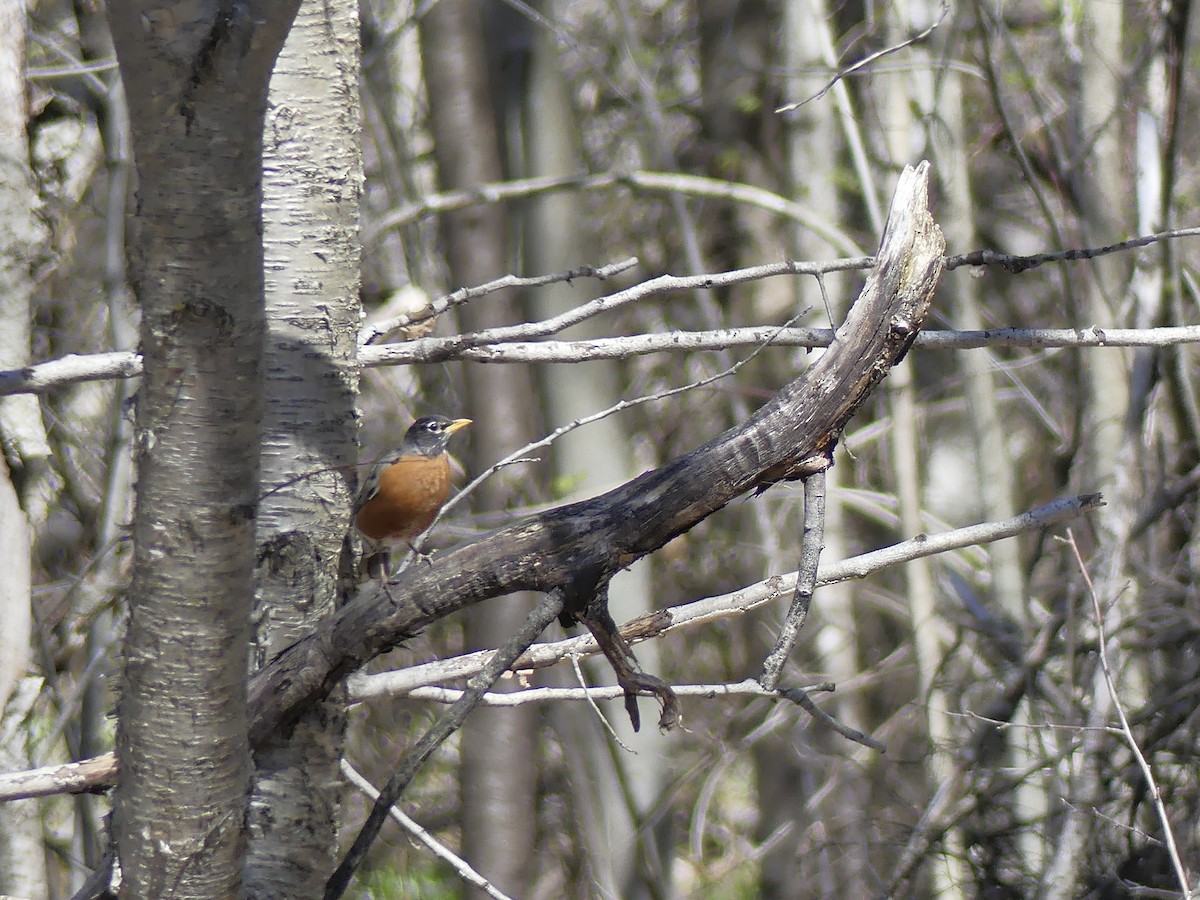 American Robin - ML233872711