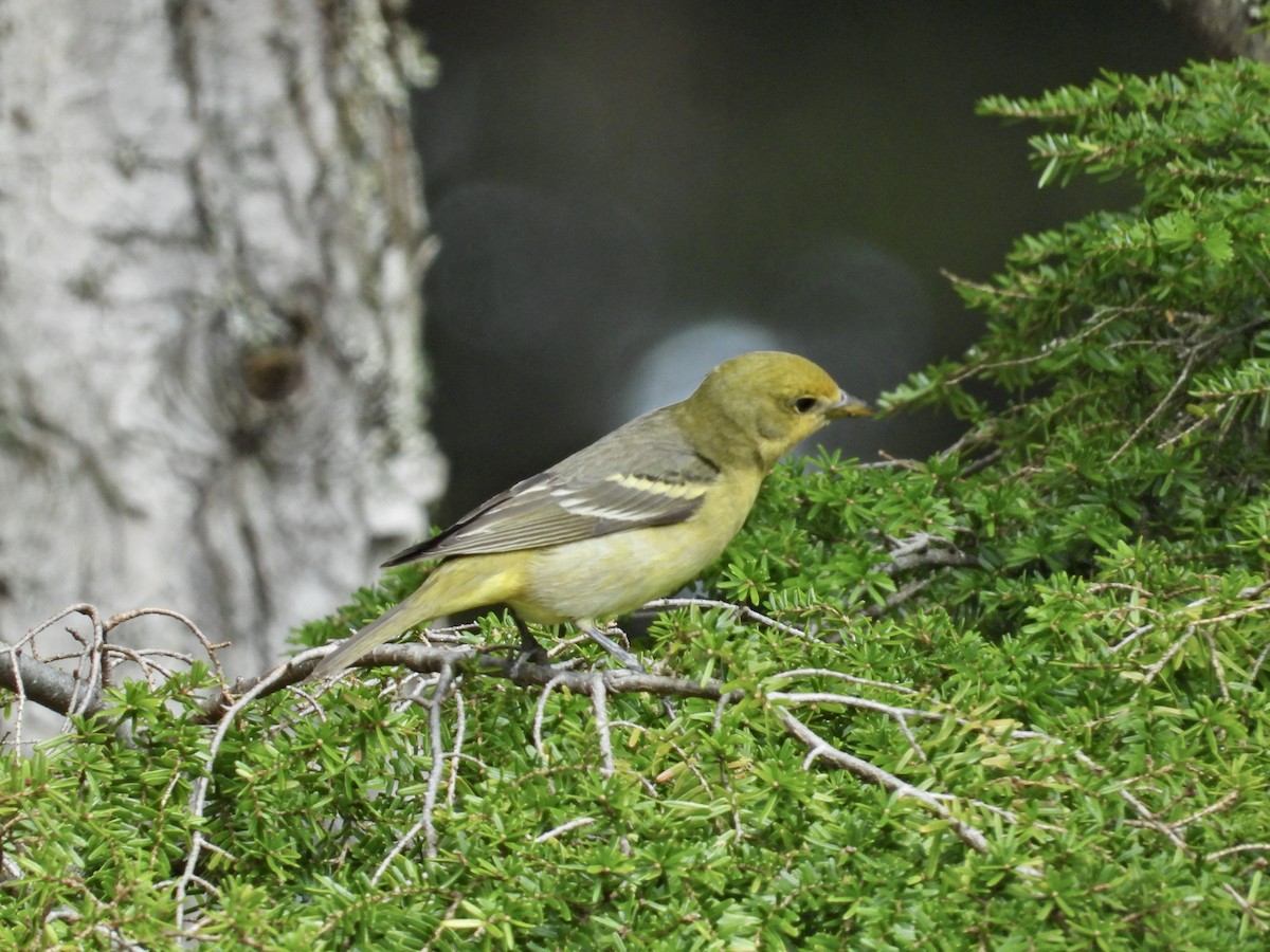 Western Tanager - ML233873001