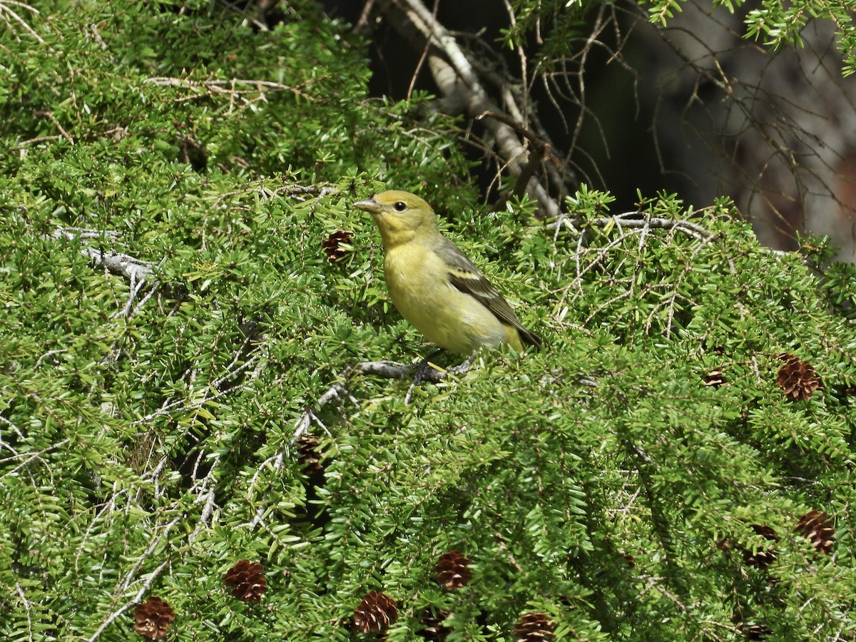 Western Tanager - ML233873081