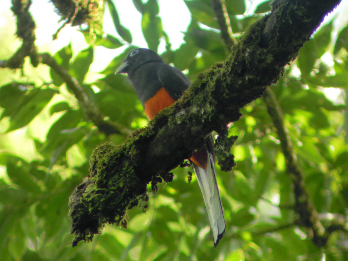 Baird's Trogon - ML233873221