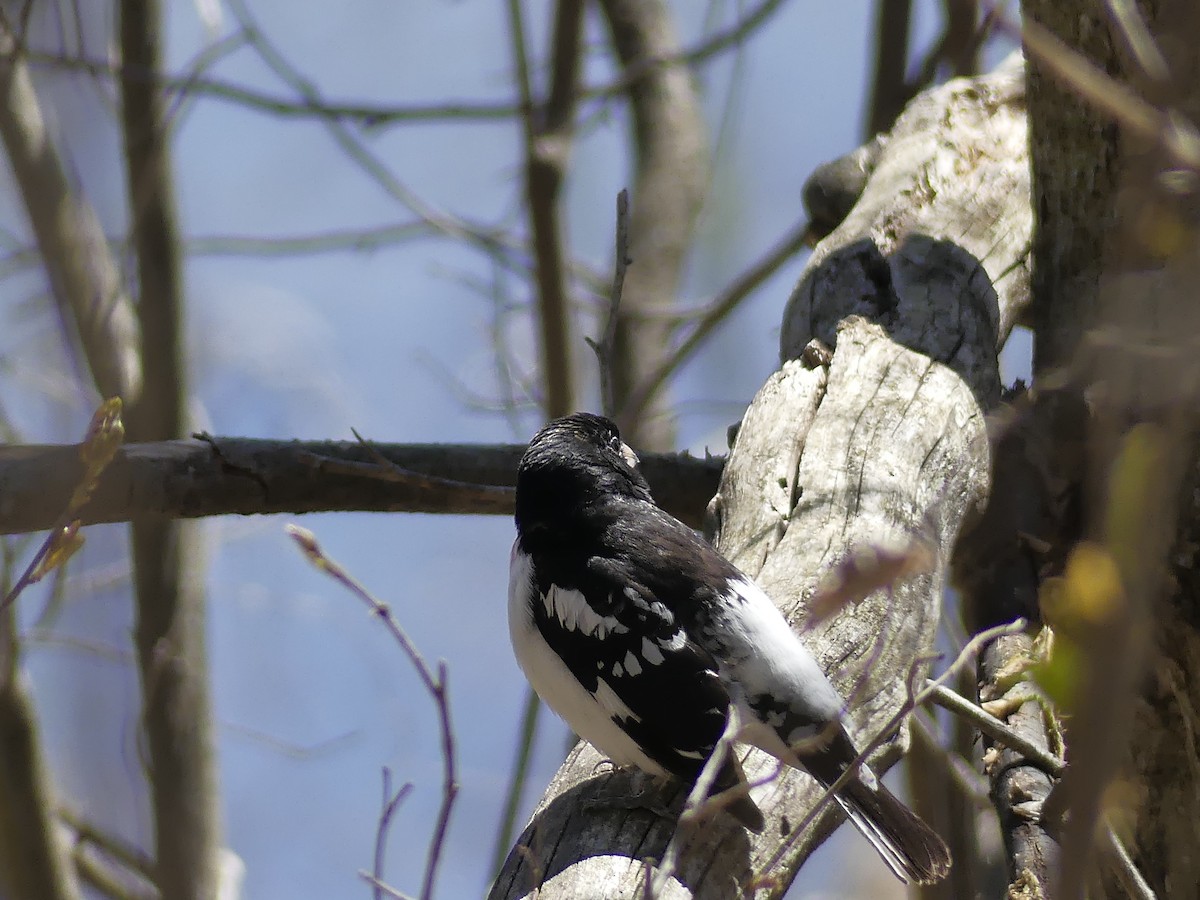 Rose-breasted Grosbeak - Michel Bourassa (T-R)