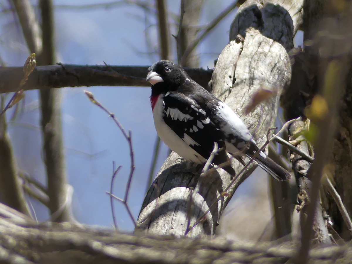 Rose-breasted Grosbeak - Michel Bourassa (T-R)