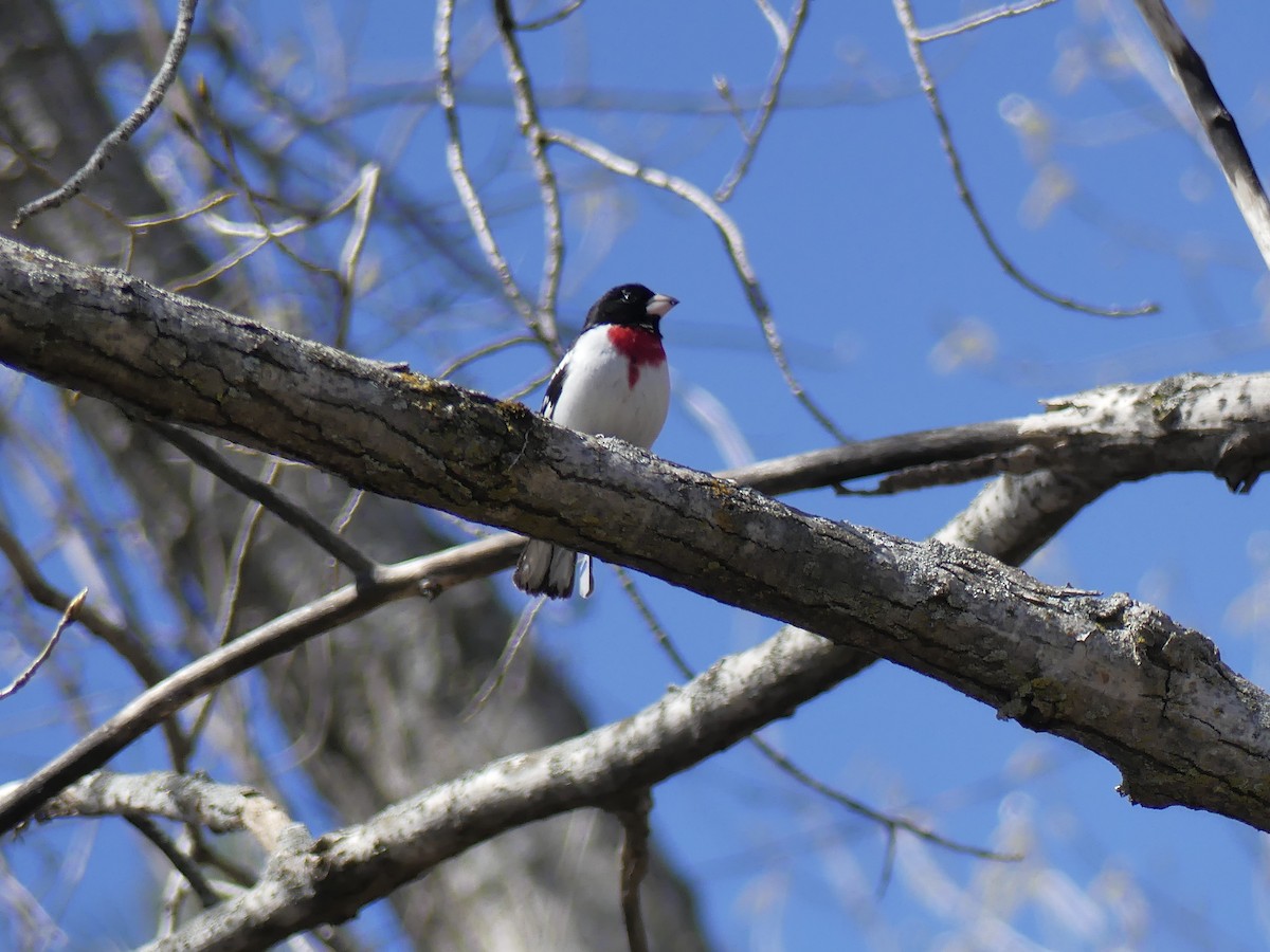 Rose-breasted Grosbeak - Michel Bourassa (T-R)