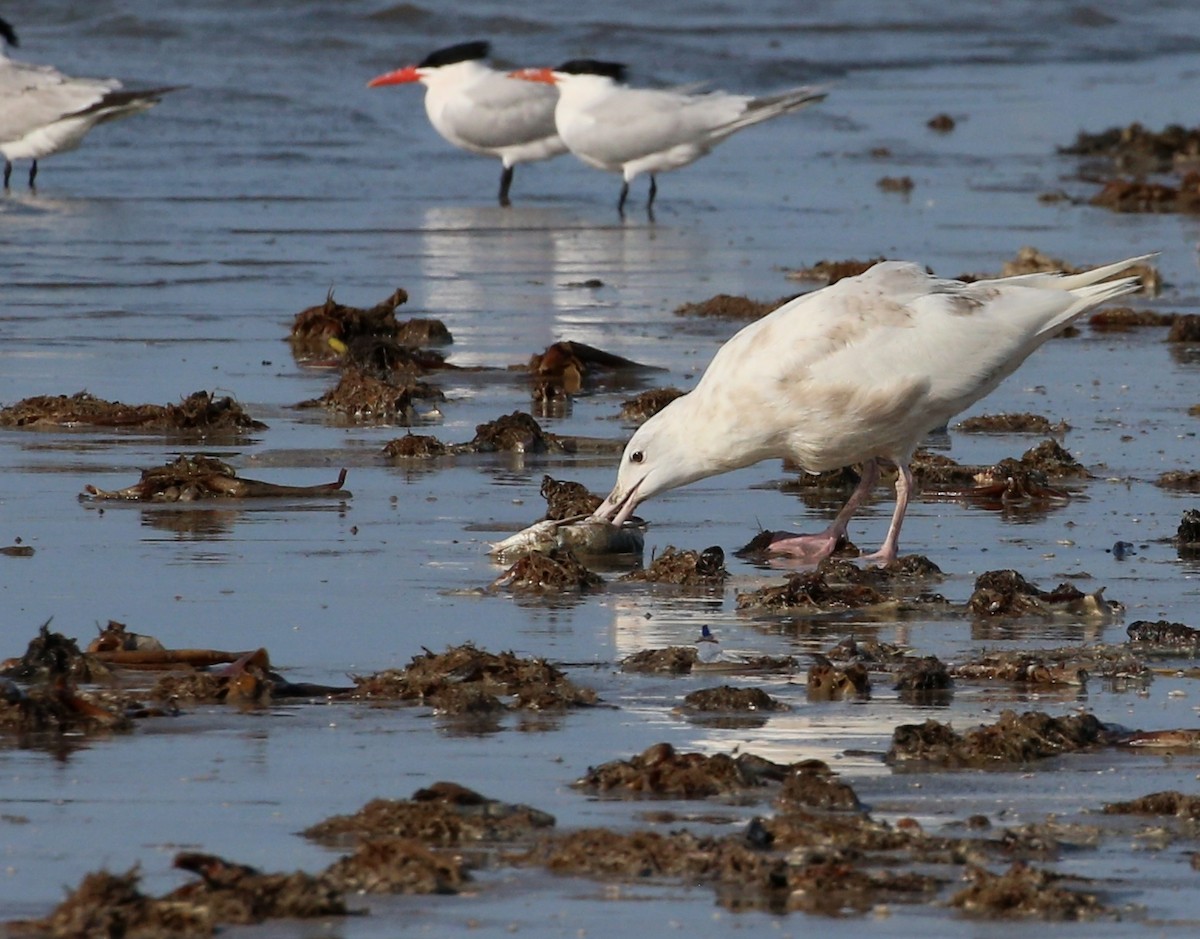 Glaucous Gull - ML233874711