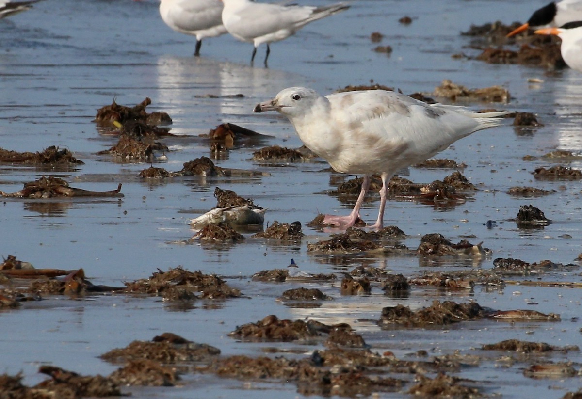 Glaucous Gull - Dennis Cooke