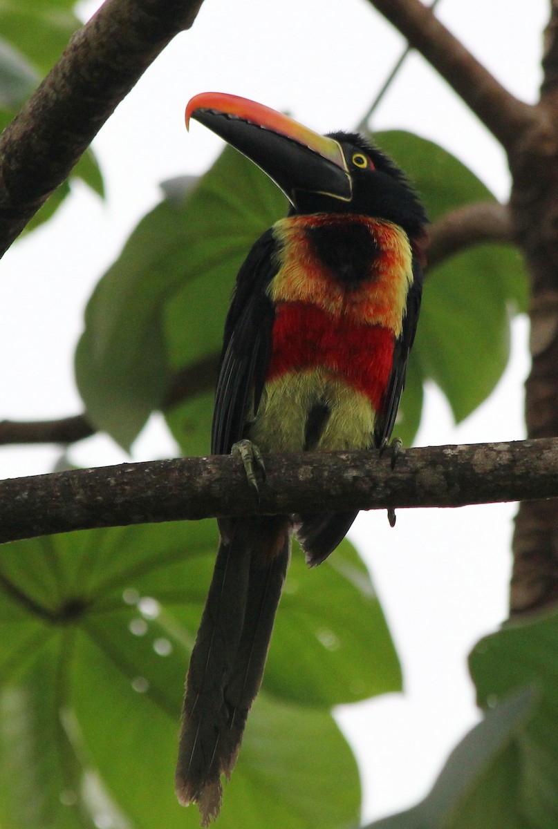 Fiery-billed Aracari - Devin Griffiths