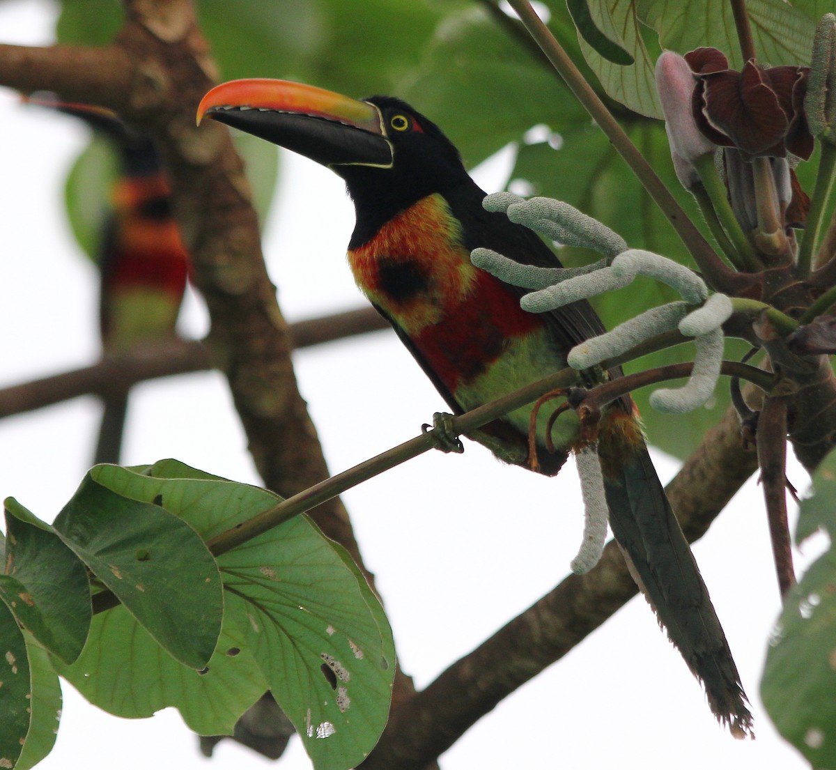 Fiery-billed Aracari - Devin Griffiths