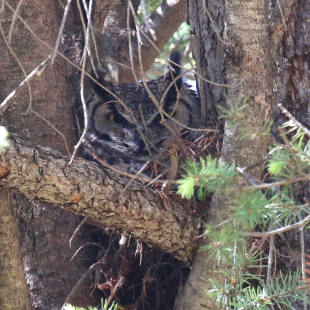 Great Horned Owl - Jonathan Dowell