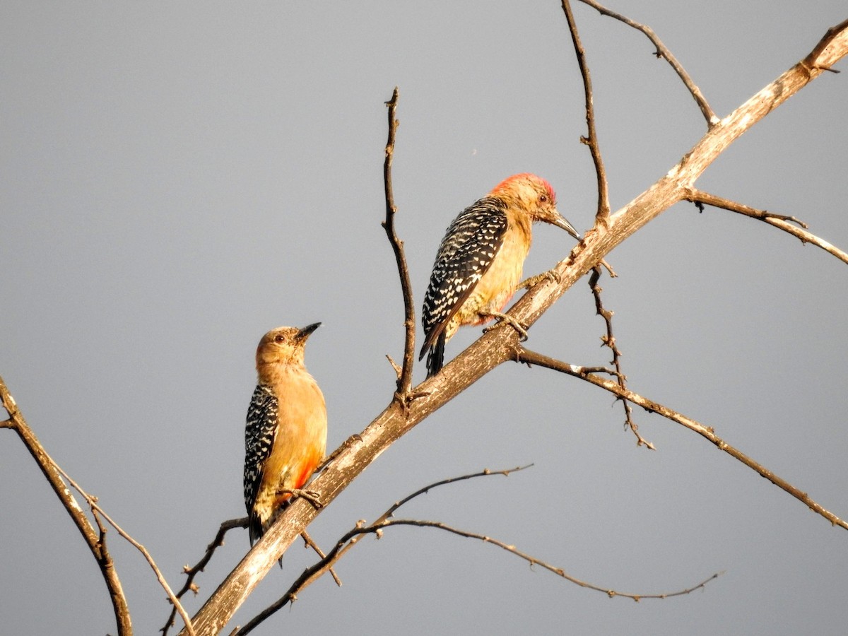 Red-crowned Woodpecker - ML233877961