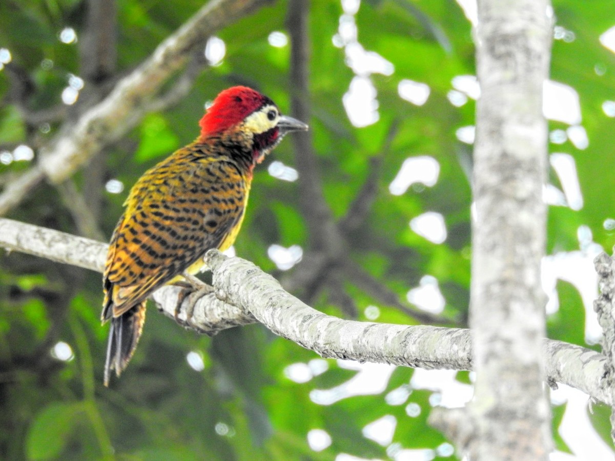 Spot-breasted Woodpecker - ML233878411