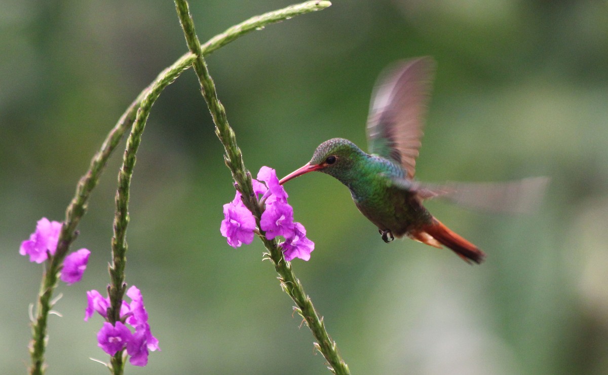 Rufous-tailed Hummingbird - ML23387881