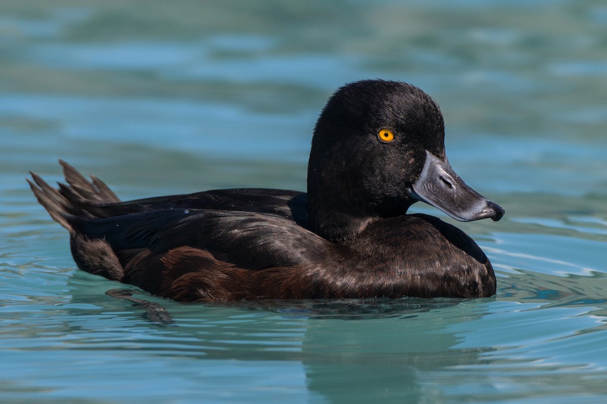 New Zealand Scaup - ML233880091