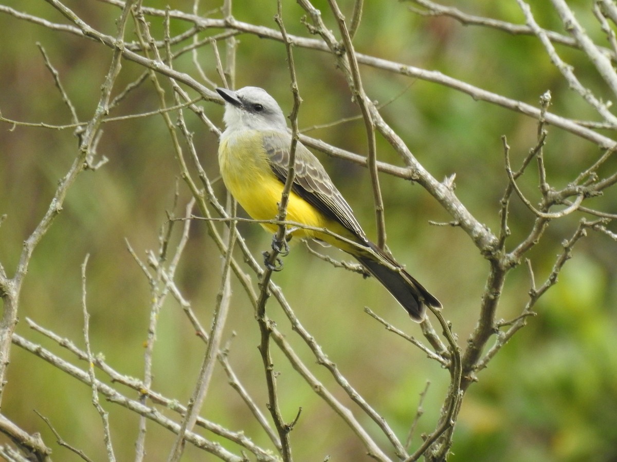 Tropical Kingbird - ML233880231