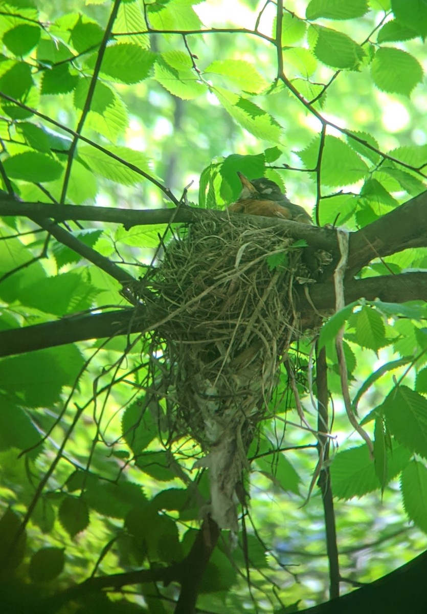 American Robin - ML233880961