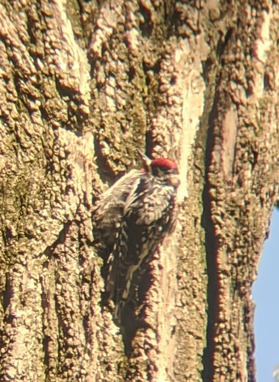 Yellow-bellied Sapsucker - ML233881051