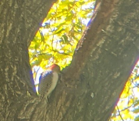 Red-bellied Woodpecker - ML233881381