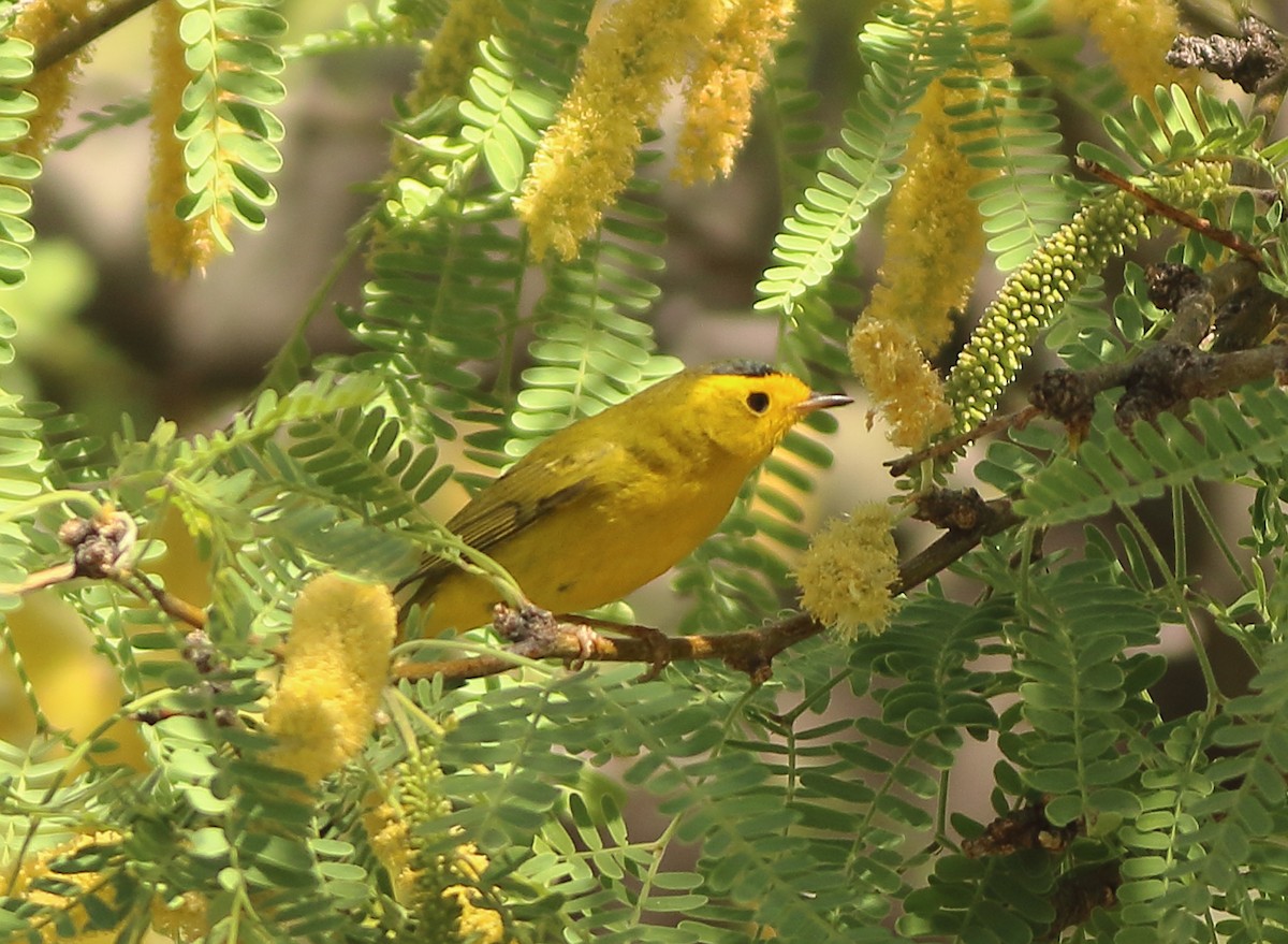 Wilson's Warbler - ML233881621