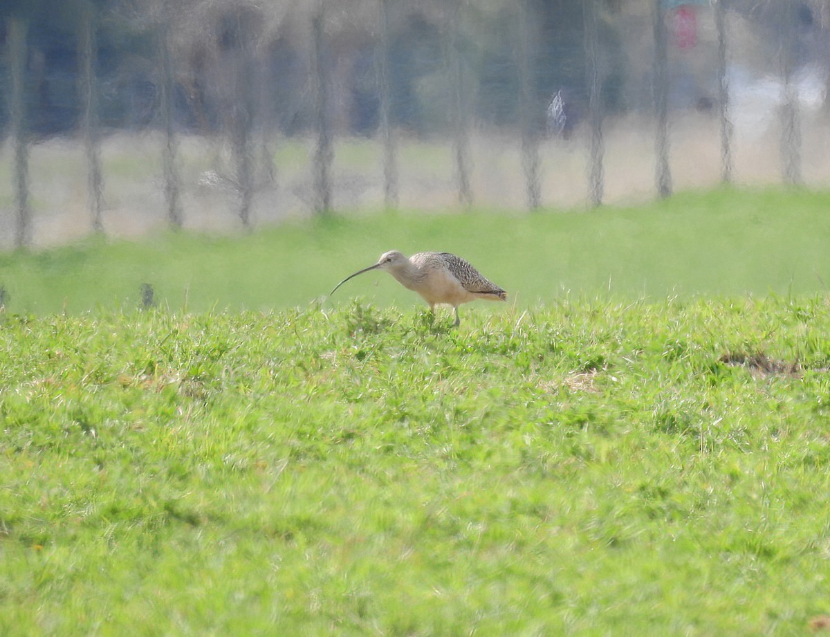 Long-billed Curlew - ML233882981