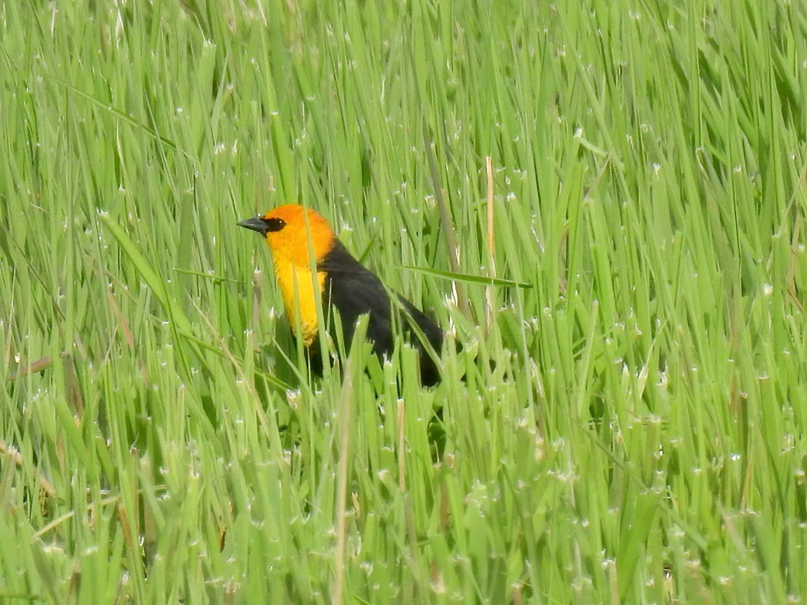 Yellow-headed Blackbird - Bobby Dailey