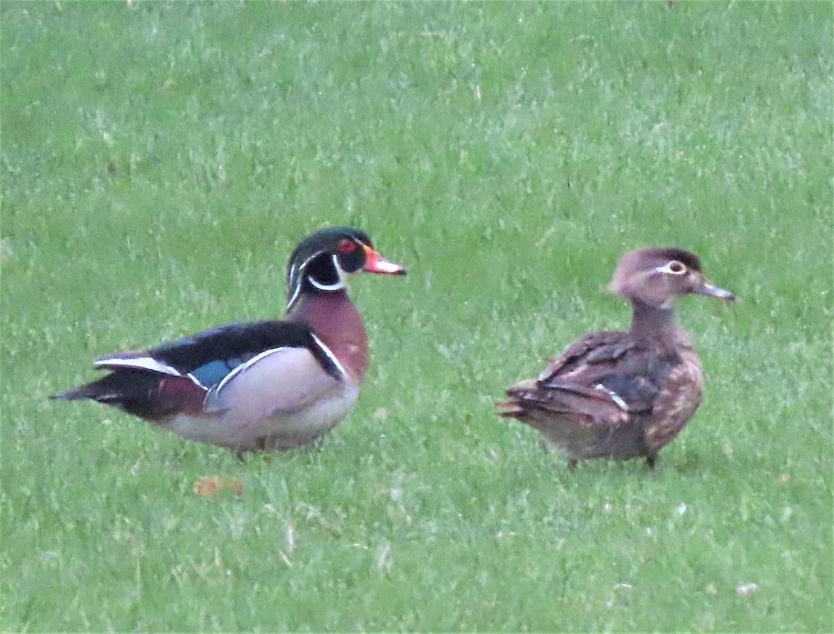 Wood Duck - ML233884681