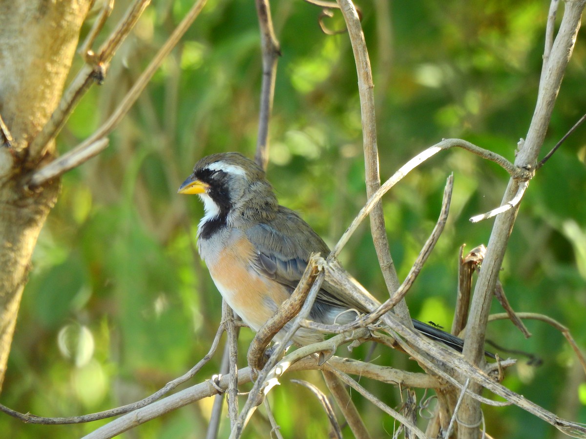 Many-colored Chaco Finch - ML233885611
