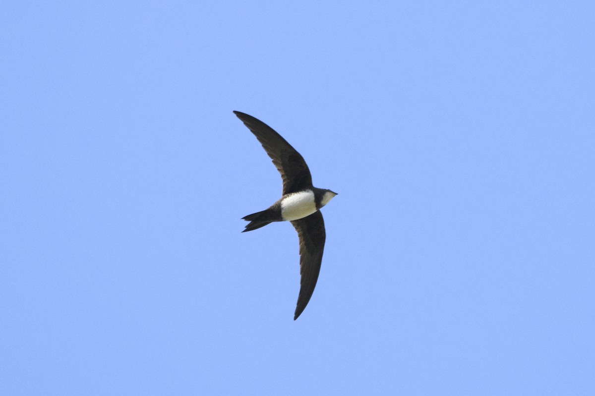 Alpine Swift - Miguel Vallespir Castello