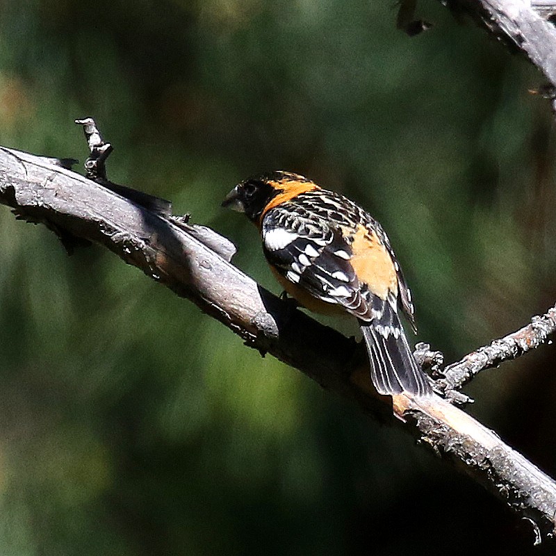 Black-headed Grosbeak - ML233887161