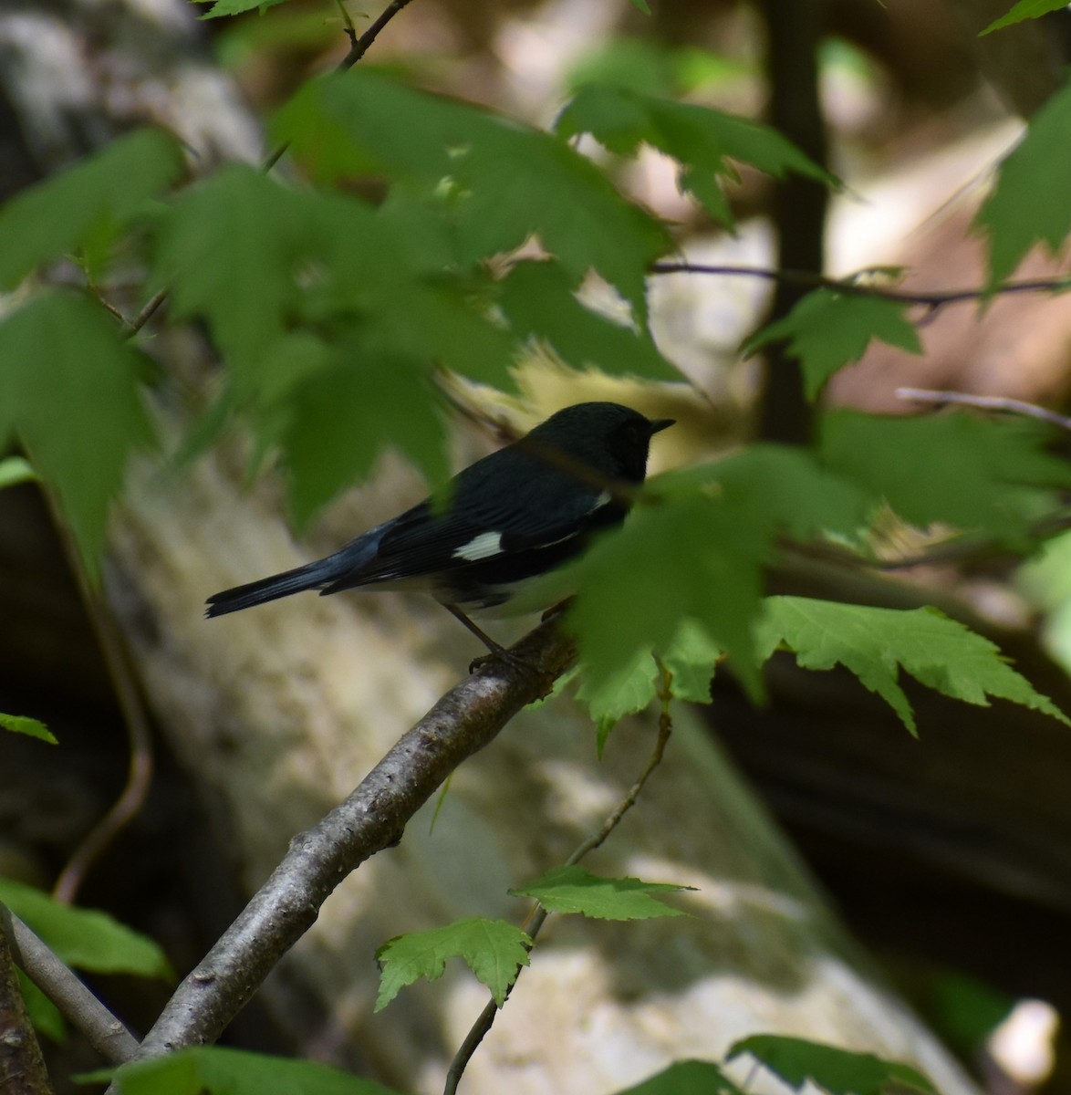 Black-throated Blue Warbler - ML233887291