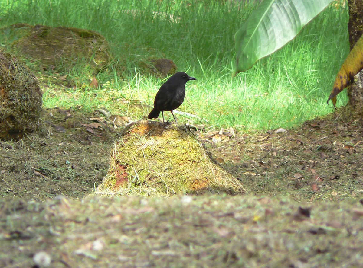 Bornean Whistling-Thrush - ML233887421