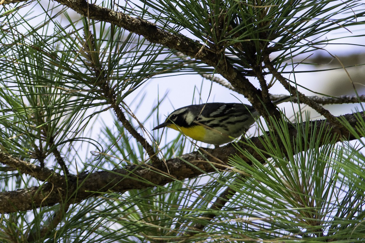 Yellow-throated Warbler - ML233888061