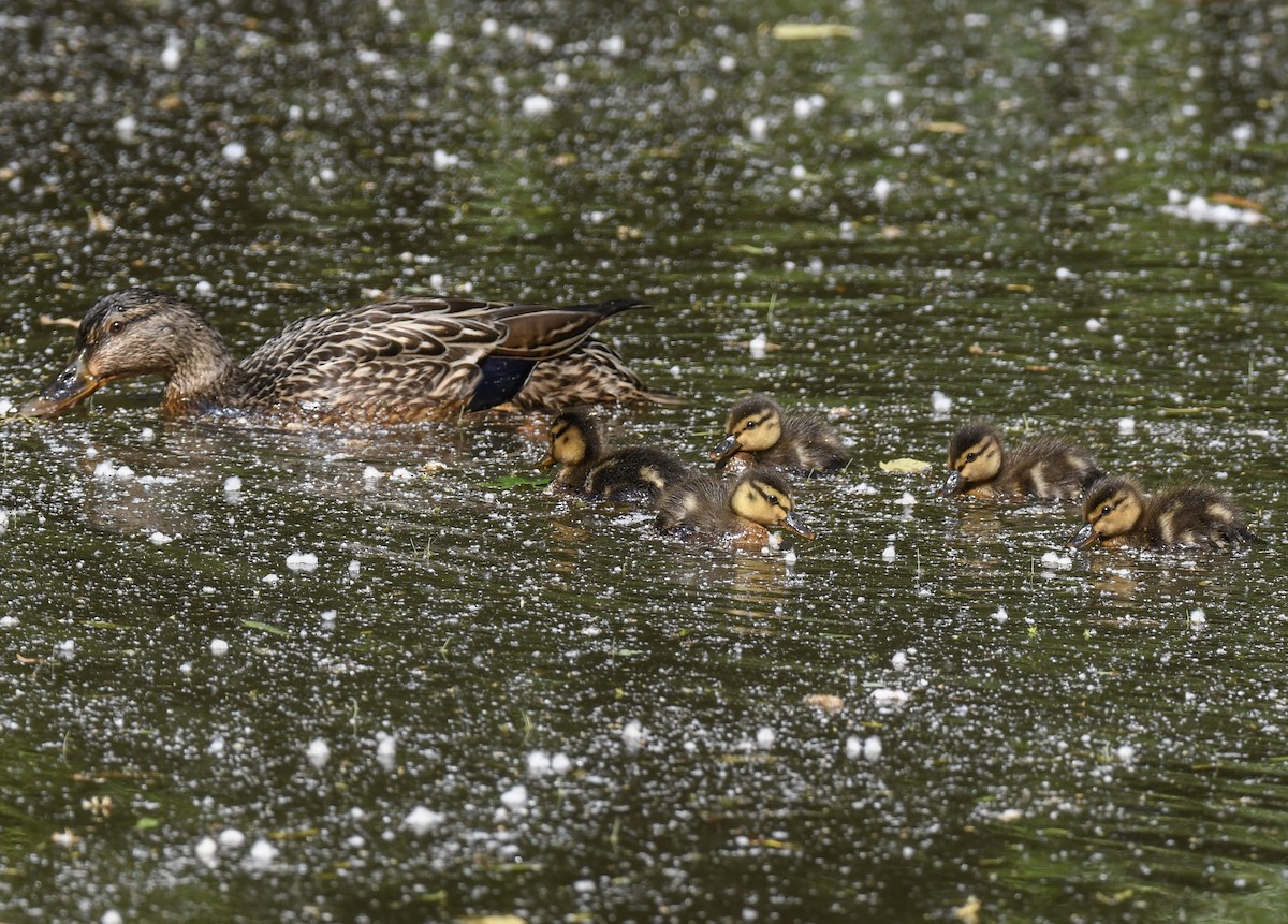 Canard colvert - ML233892131