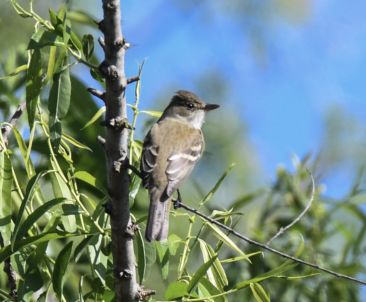 Willow Flycatcher - Jacob Farmer