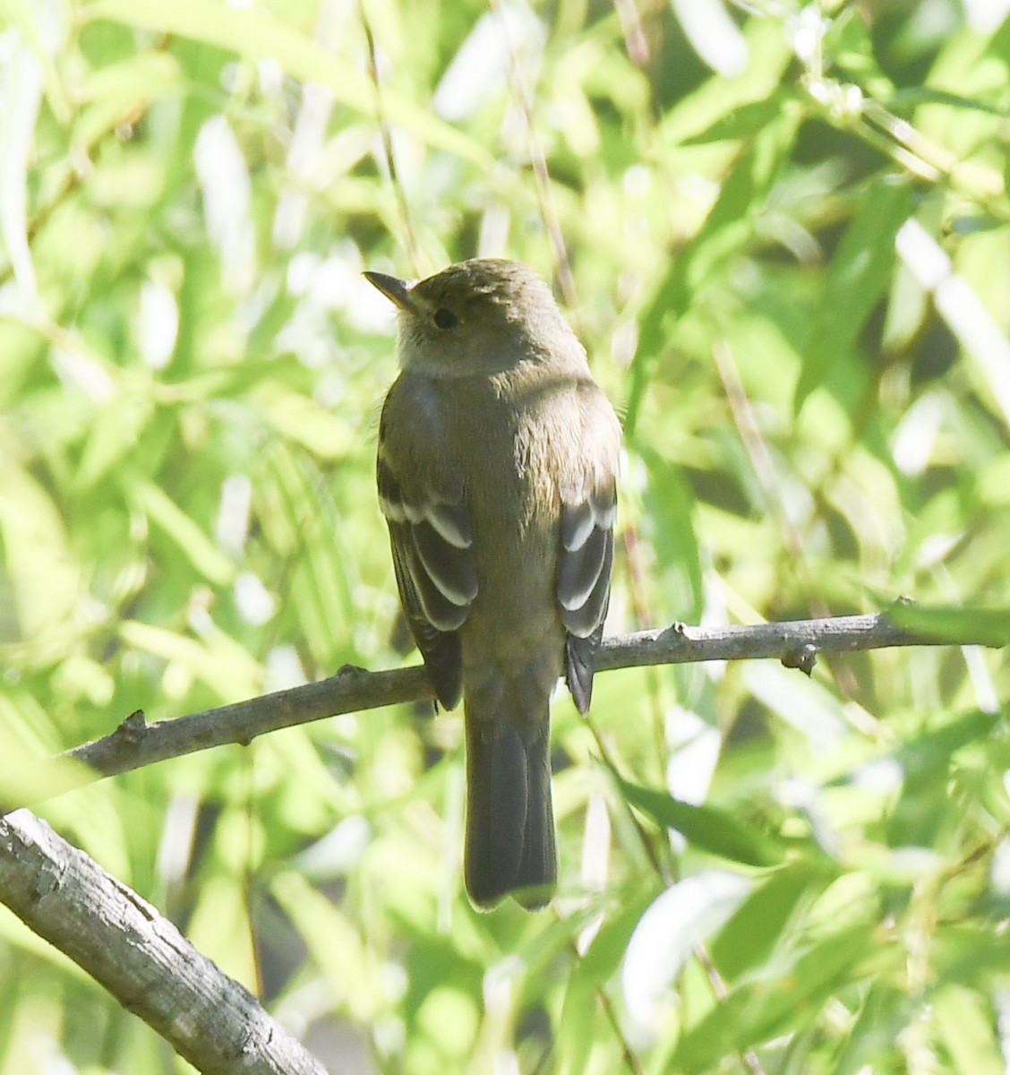 Willow Flycatcher - ML233892191