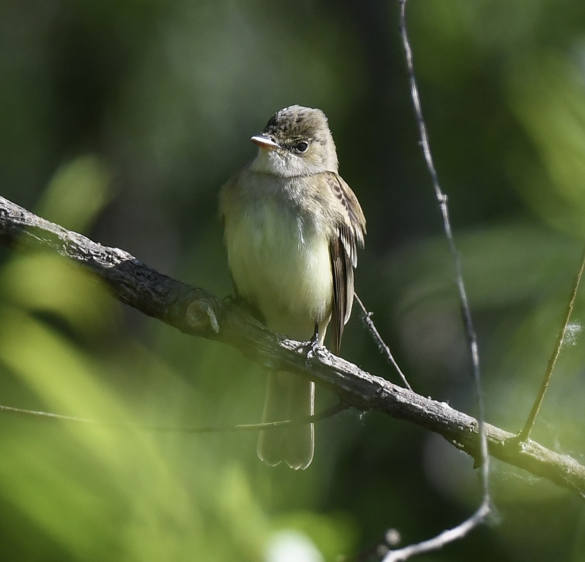 Willow Flycatcher - ML233892201