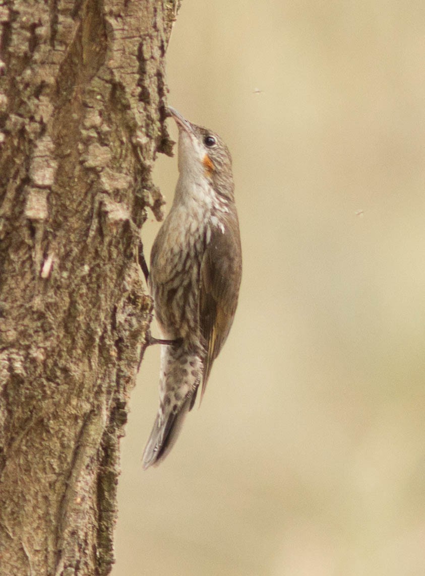 White-throated Treecreeper - Richard and Margaret Alcorn