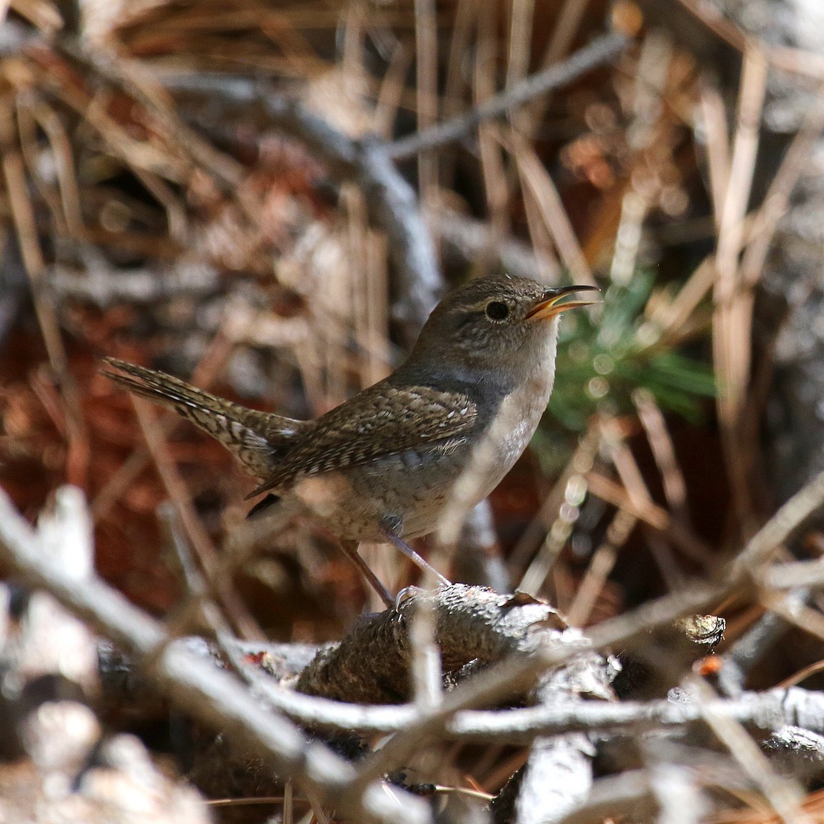 House Wren - ML233896361